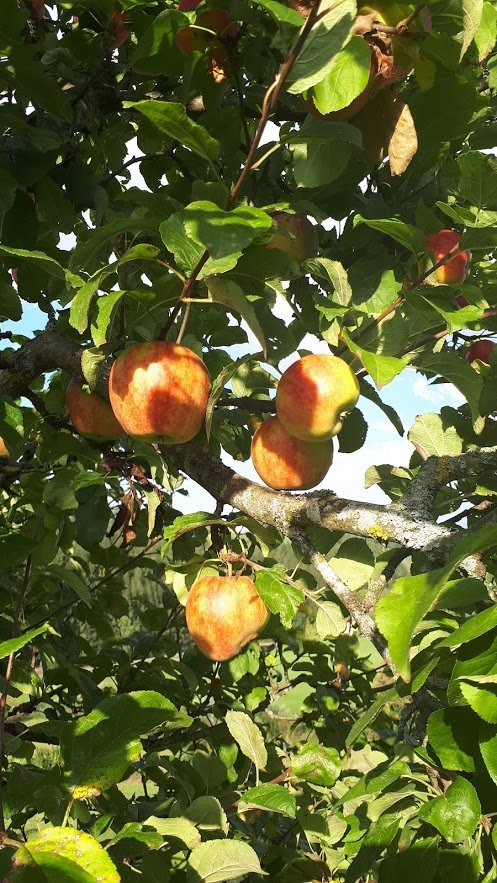 Obst von Hutti’s Gupfwaldheuriger